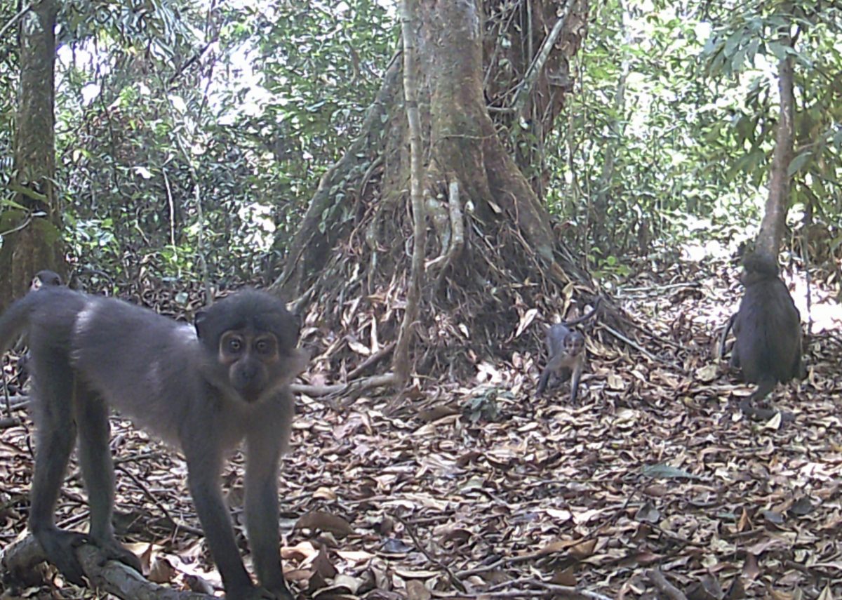 Tiwai Island Wildlife Sanctuary